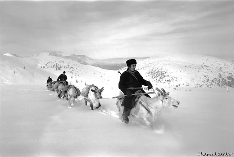 Každodenní společný život sobů a lidí z Mongolska - Obrázek 3