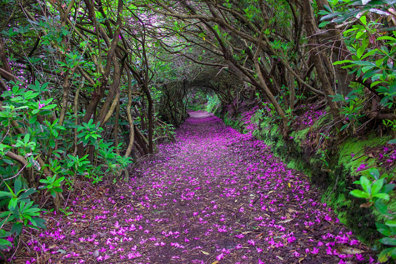 Tunel z rhododendronů, Reenagross Park, Irsko