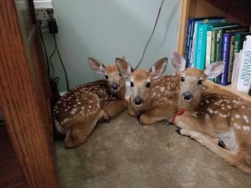 Žena našla ve svém domě 3 mladé jeleny.
