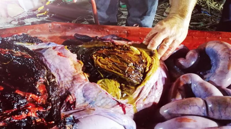 Mrtvá velryba měla v žaludku 40 kg plastů 5