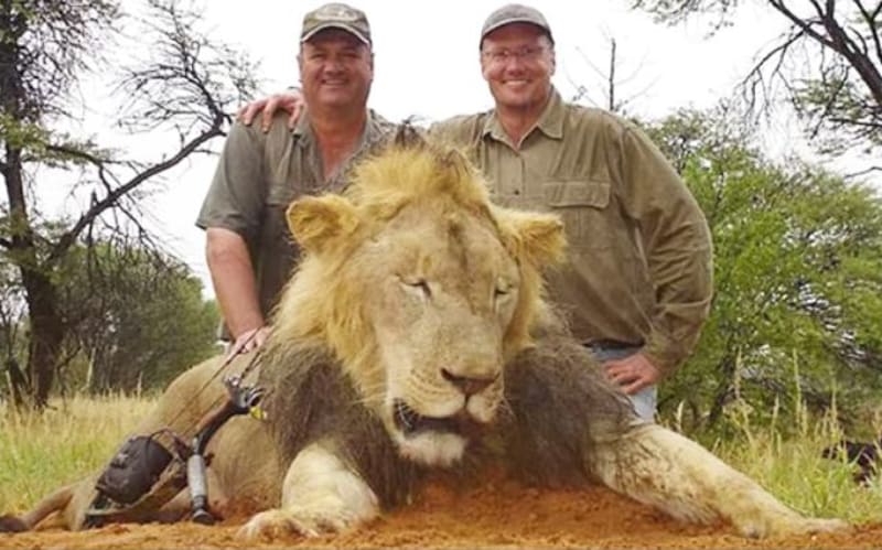 Nedávno byl obdobně nesmyslně zabit legendární lev Cecil.