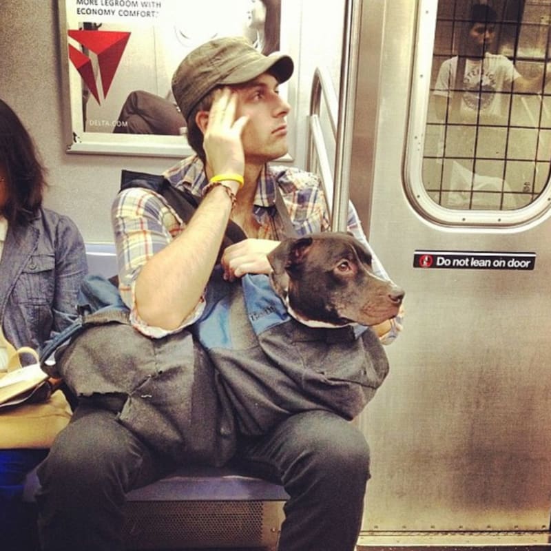 Pejskaři geniálně obešli zákaz psů v metru 4