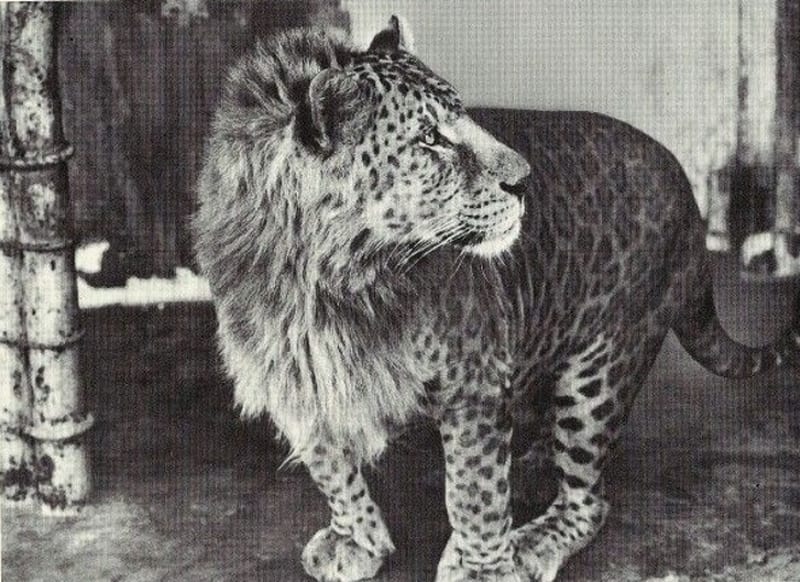 Kříženec lvice a leoparda