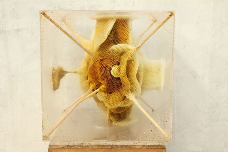 Spolupráce se včelami: Krásná umělecká díla z včelího vosku - Obrázek 5