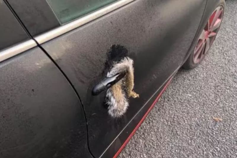 Žena našla na autě mrtvou veverku 2