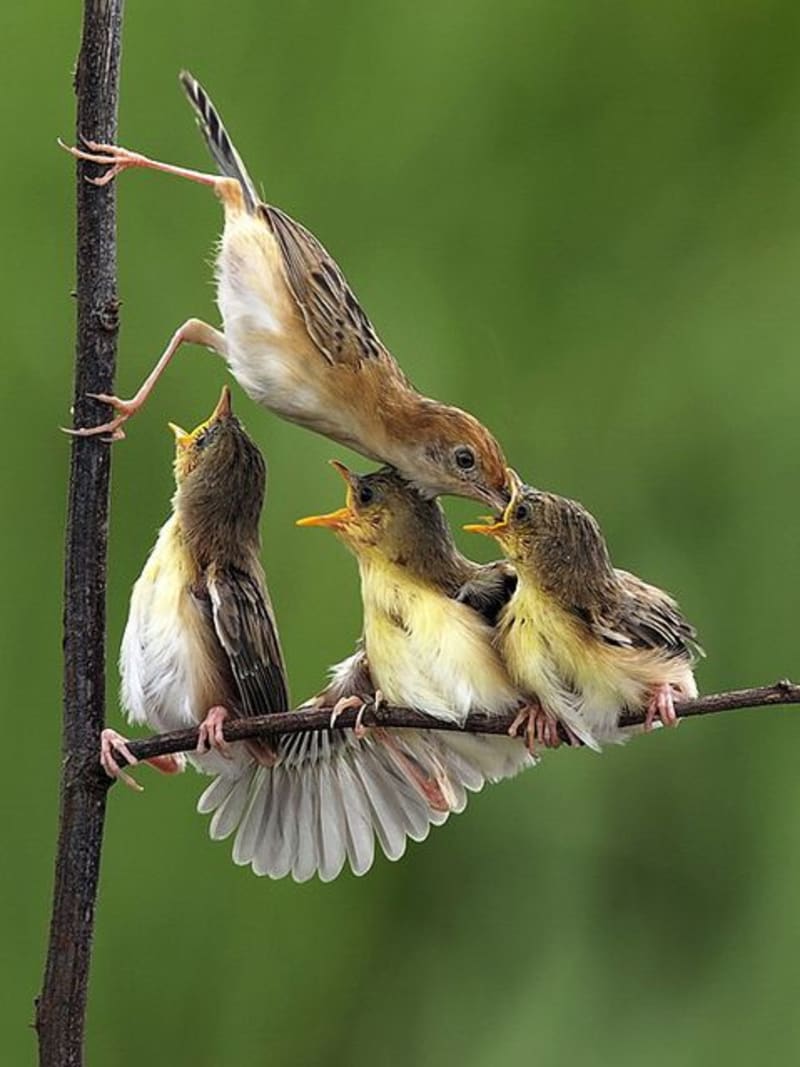 Krmení ptačích mláďat - Obrázek 3