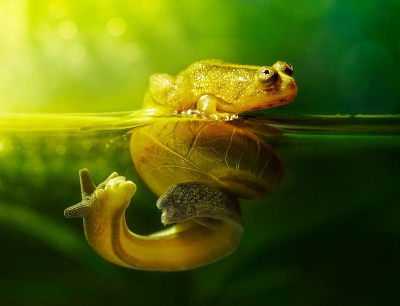 Nad vodou žába, pod vodou šnek. Situace, kterou vymyslí pouze příroda.