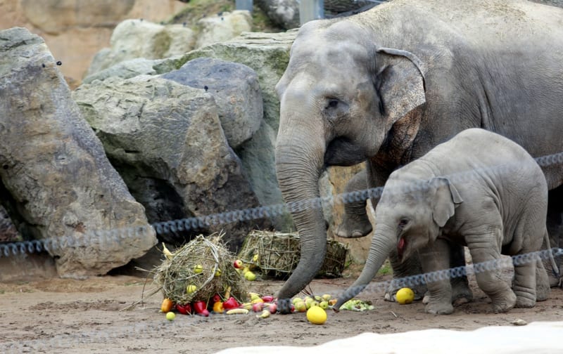 Sloní mládě Sita v pražské ZOO oslavilo první narozeniny. Jako dárek dostalo dort plný ovoce. Kromě Sity mělo narozeniny i organgutaní mládě. Obě zvířecí miminka patří k nejvýznamnějším přírůstkům zoo v Praze.
