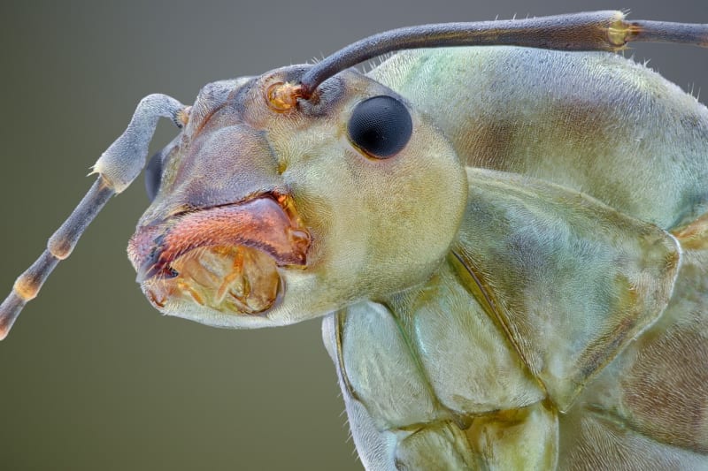 Makrofotografie ze života hmyzu - Obrázek 8
