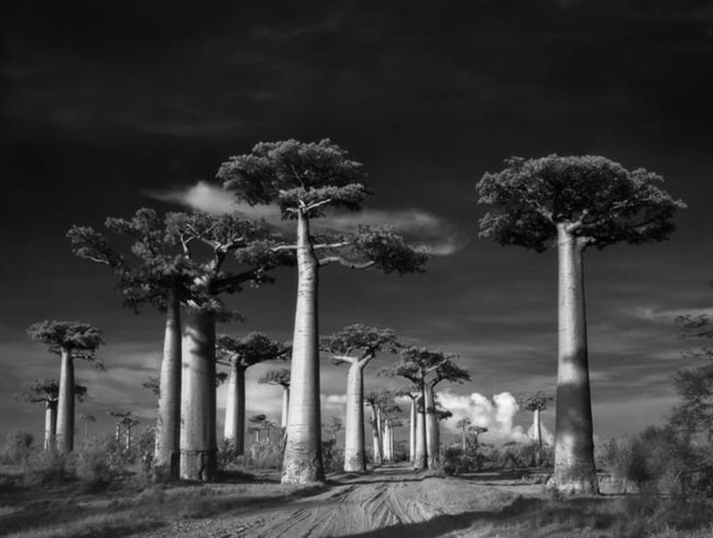 Ty nejstarší stromy na světě zachytila fotografka Beth Moon - Obrázek 8