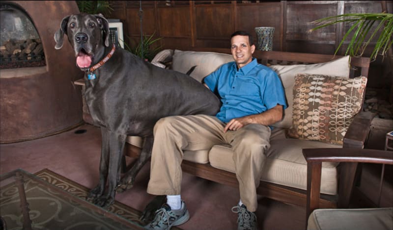 Dříve byl největším psem Giant George, který před třemi lety zemřel.