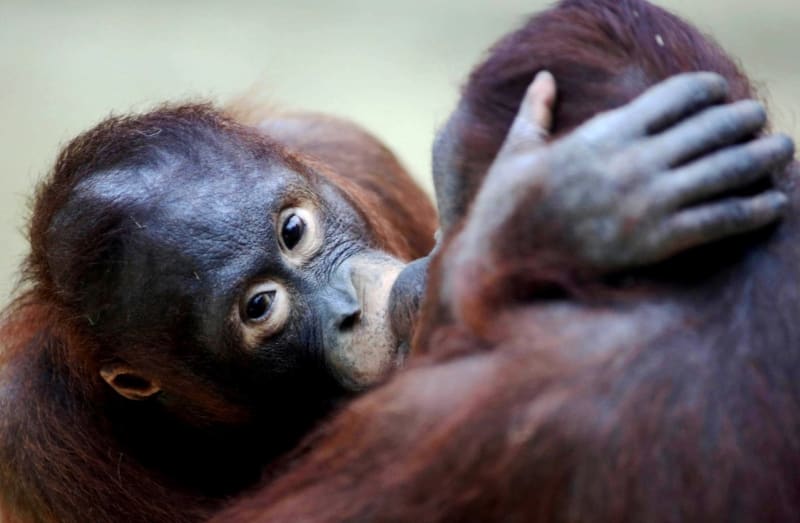 Orangutani Tjintah a Yuno předváděli návštěvníkům nizozemské zoo vášnivou líbačku.