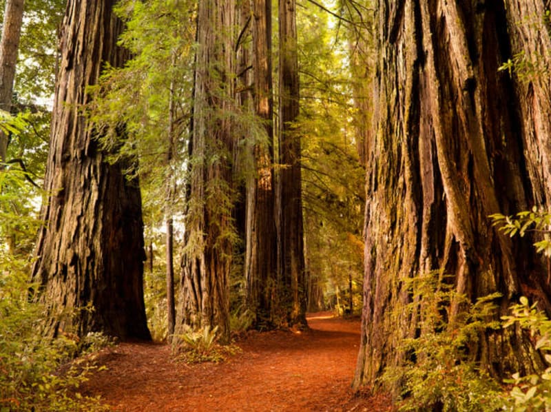 Neuvěřitelně krásná místa USA - Humboldt Redwoods State Park, California