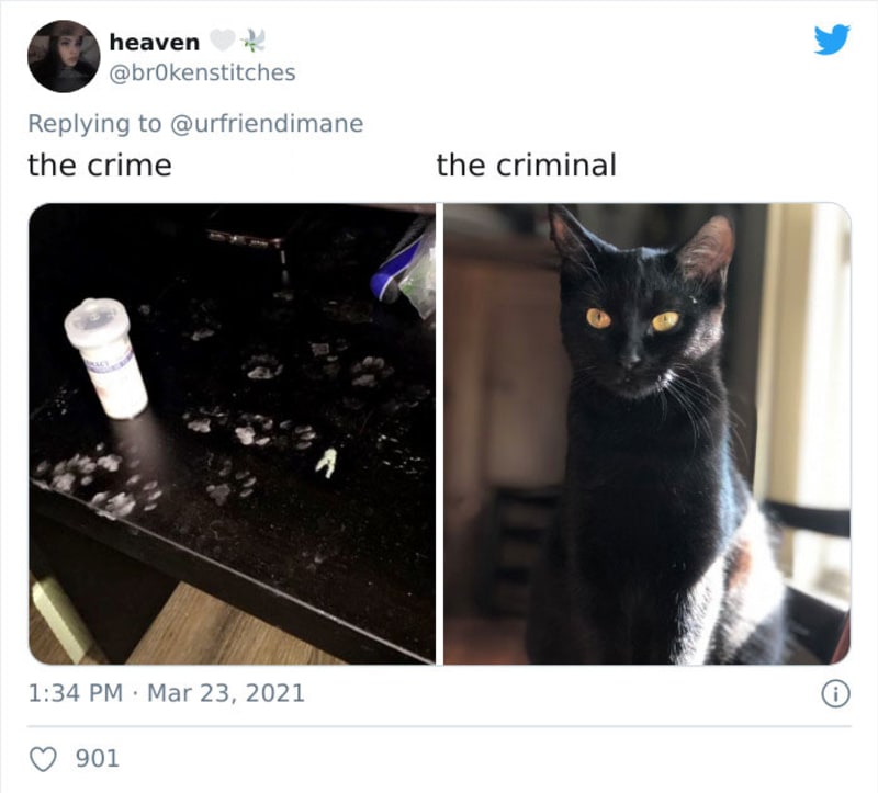 Zvířecí zločiny 12