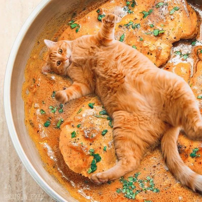 Cats in food 24