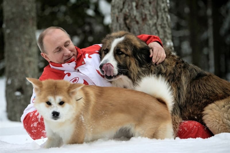 Ruský prezident Vladimír Putin se s velkou oblibou fotí s různými zvířaty - Obrázek 2