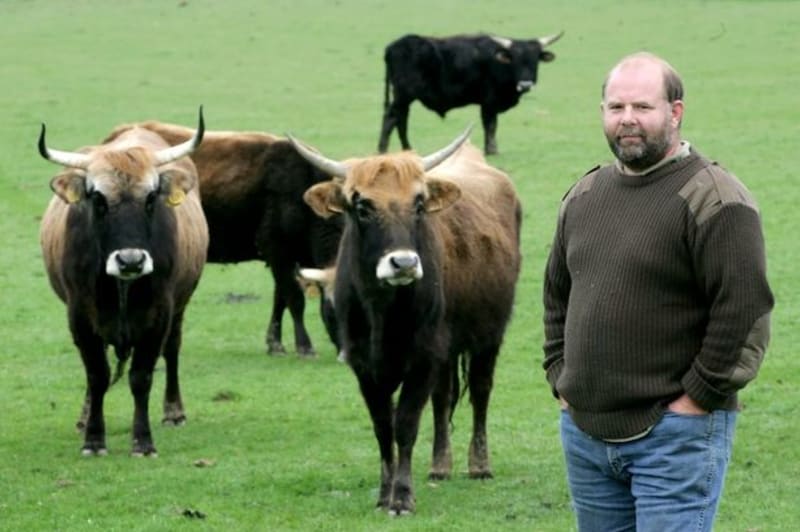 Derek Gow a jeho krávy