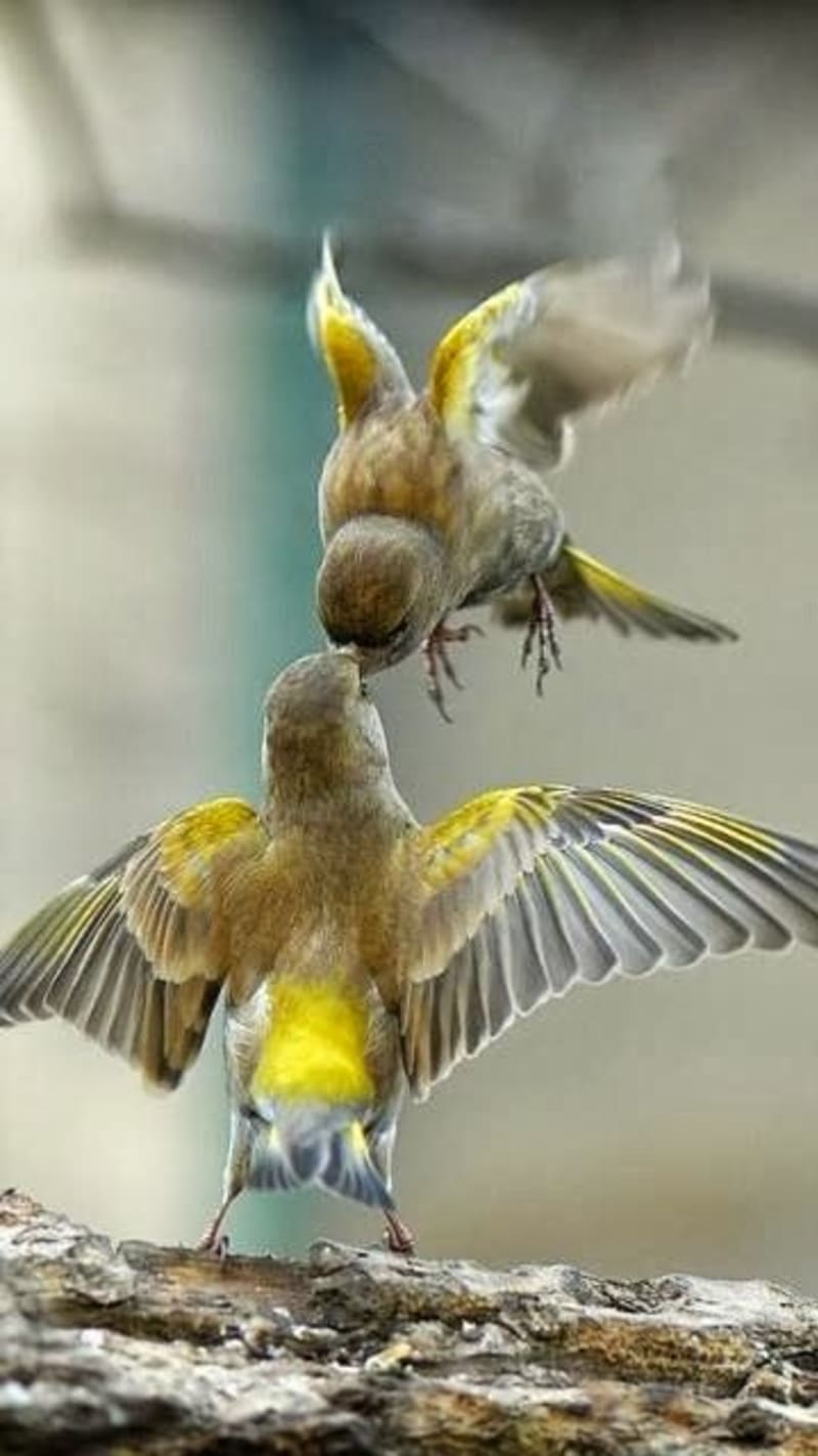 Krmení ptačích mláďat - Obrázek 8