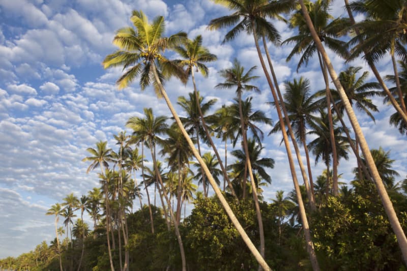 Na plážích na Fidži rostou krásné palmy