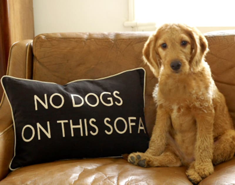 Zákaz psům na tomto gauči