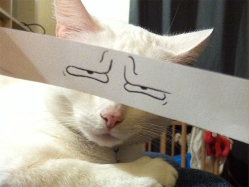 A pak že kočky nemají výraz - nový trend internetu - Obrázek 7