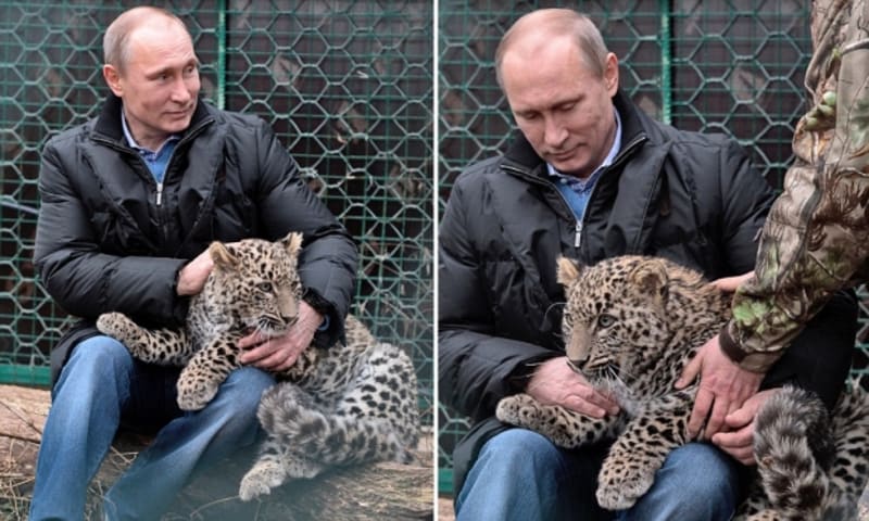 Ruský prezident Vladimír Putin se s velkou oblibou fotí s různými zvířaty - Obrázek 7