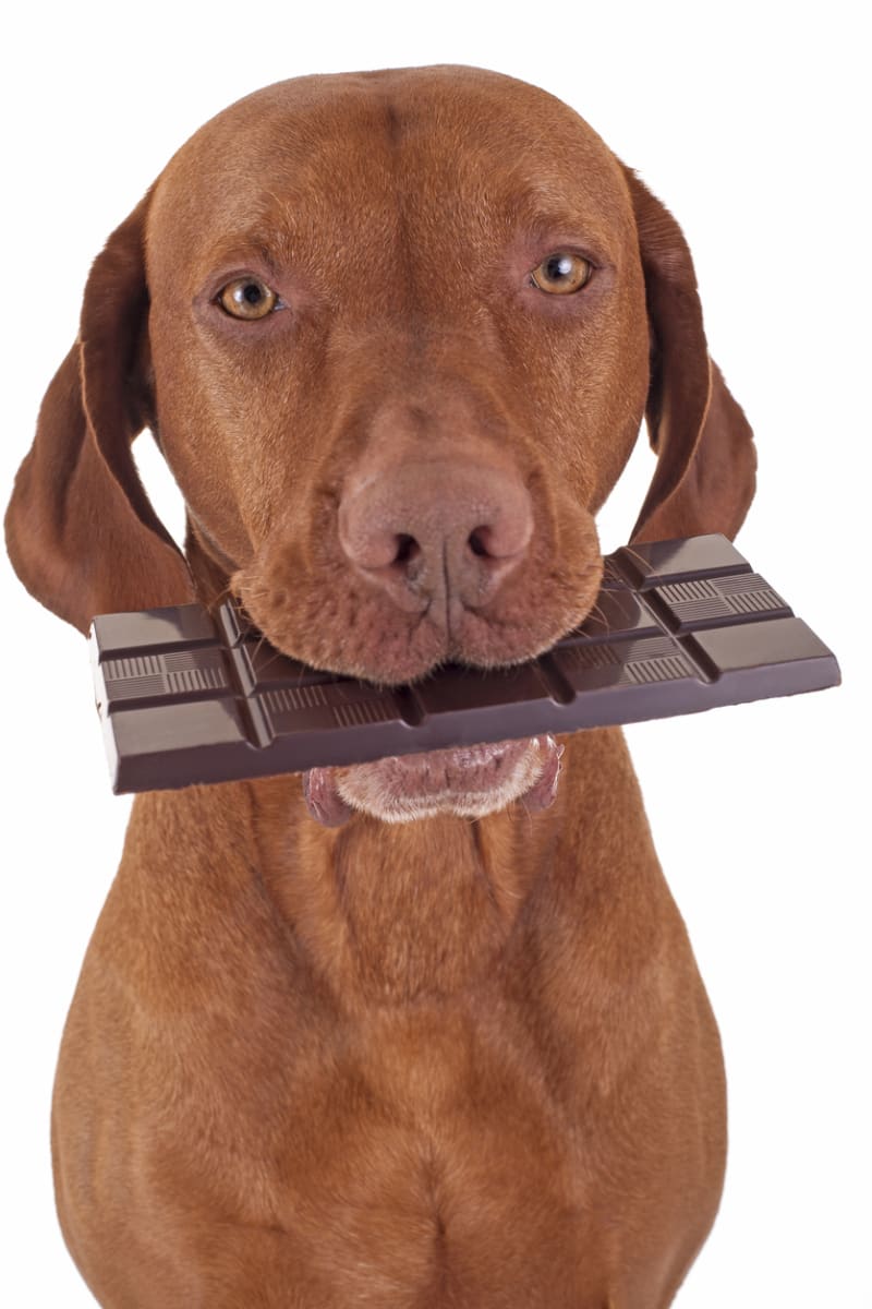 Psi nesmějí jíst čokoládu, jsou na ni alergičtí a mohla by je zabít!