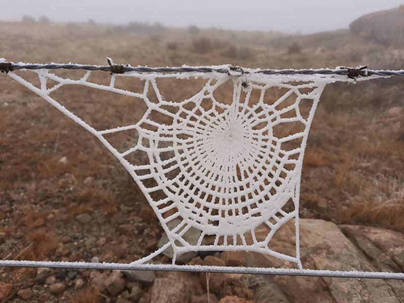 Zmrzlá pavoučí síť vypadá jako háčkovaná dečka
