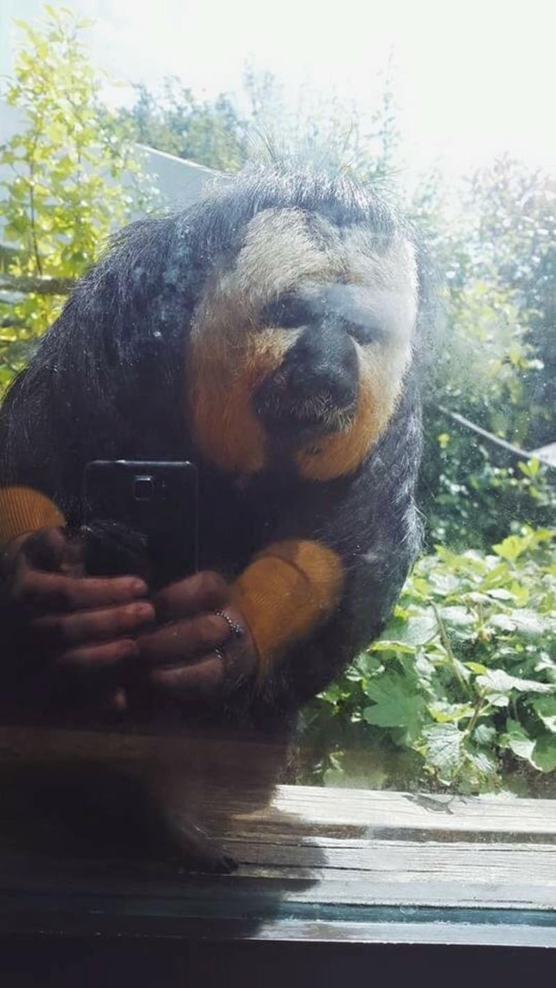 Podivné zvíře, které si dělá selfie?