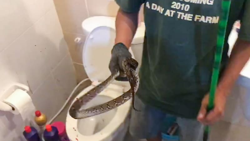 Obrovský had v záchodě 3
