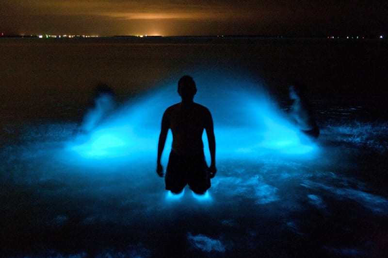 Světlo vytvořené chemickou reakcí s názvem "bioluminiscence"