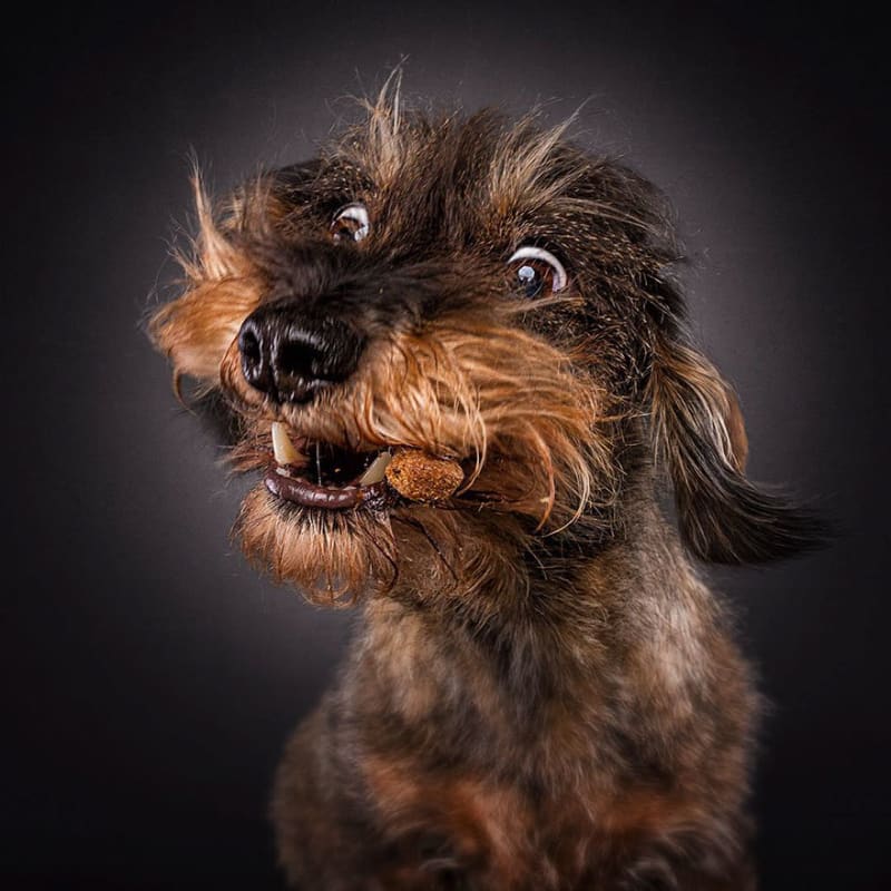 Německý fotograf se na momentky psů specializuje.