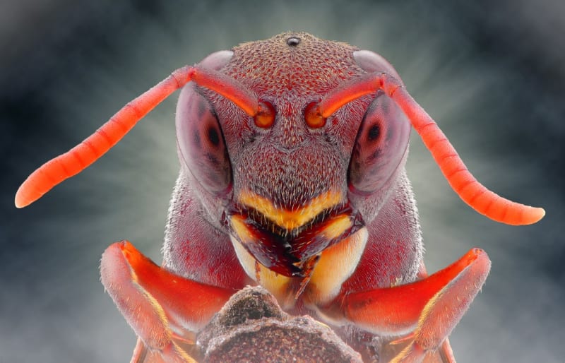 Makrofotografie ze života hmyzu - Obrázek 1