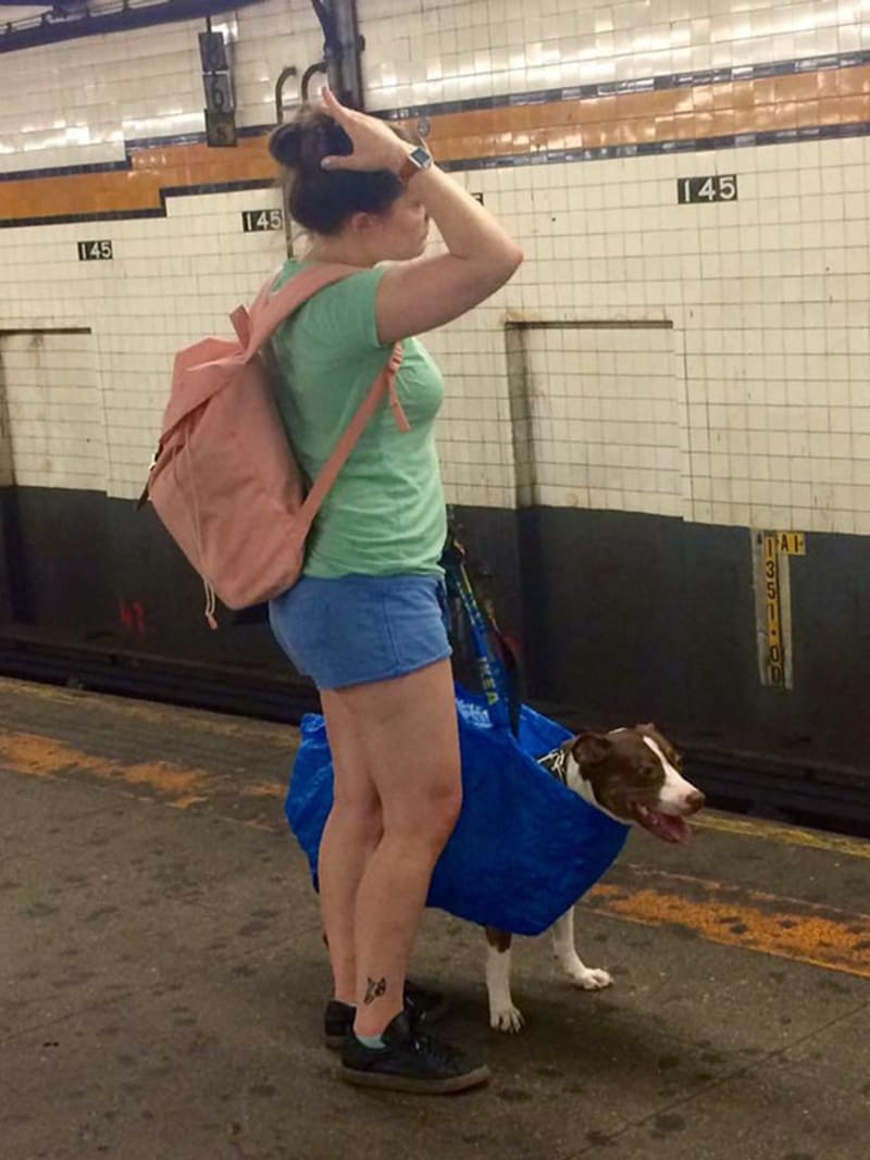 Pejskaři geniálně obešli zákaz psů v metru 2