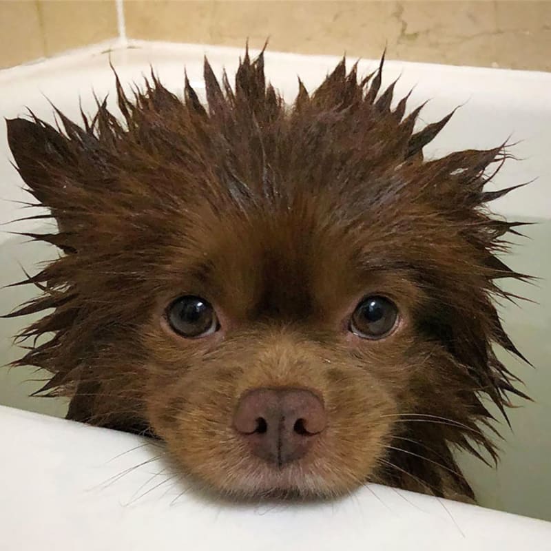 Mokrý pes vypadá jako medvídě