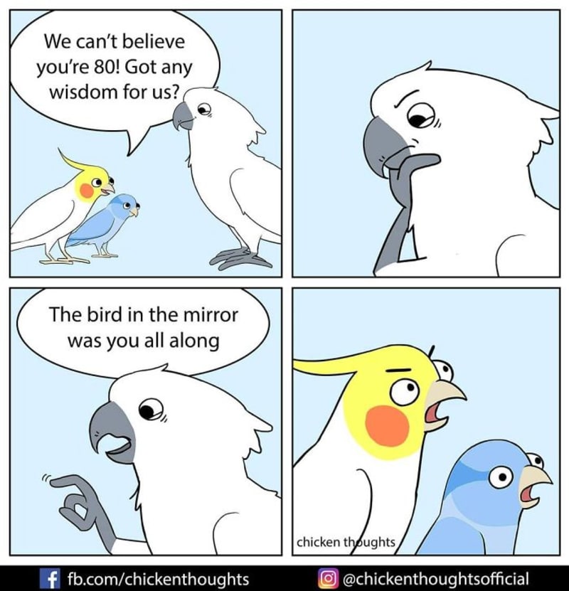 Ilustrace ze života papouška.