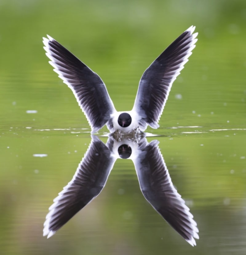 Letící pták, odrážejíci se hladině jezera... Jamtland, Sweden
