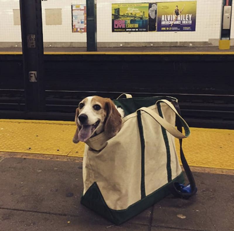 Pejskaři geniálně obešli zákaz psů v metru 5