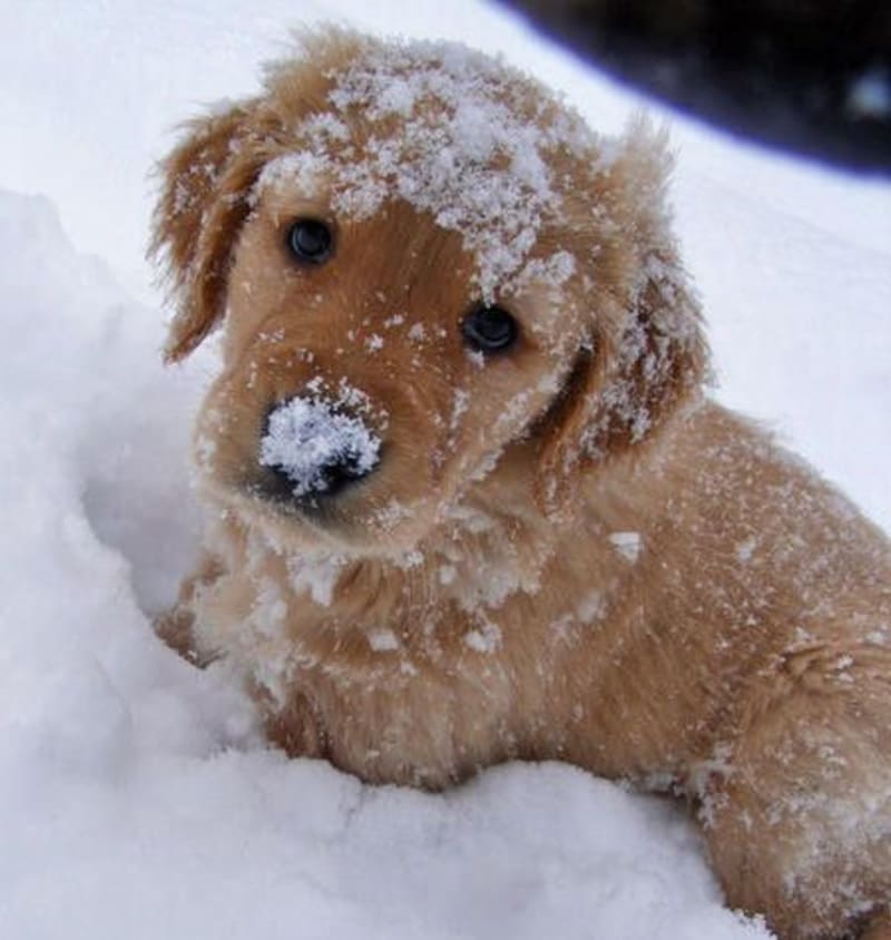 Zvířátka ve sněhu jsou opravdu roztomilá! - Obrázek 5