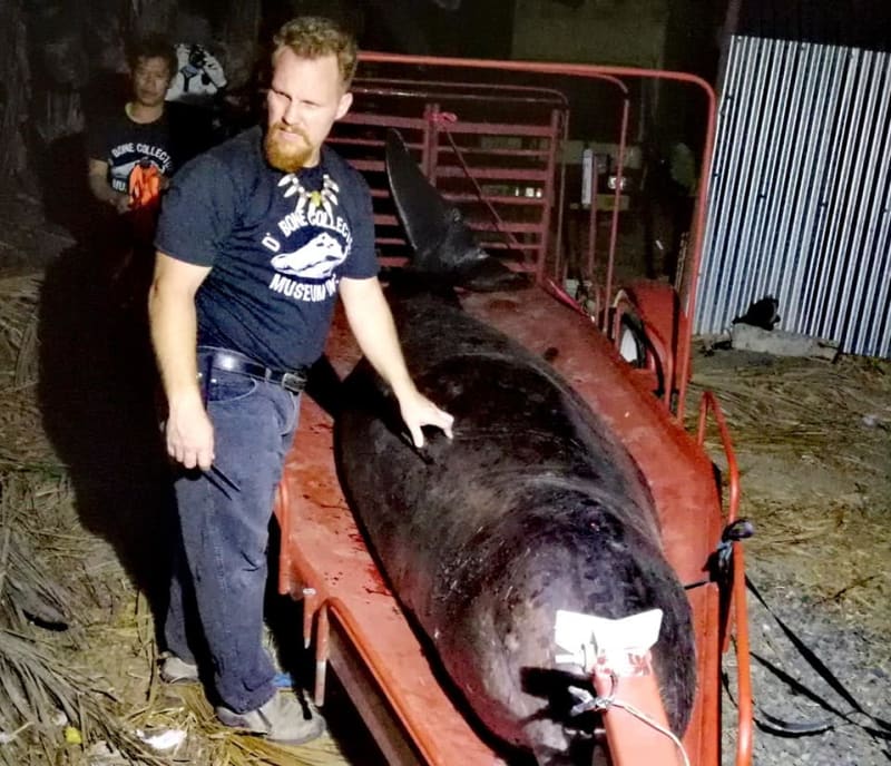 Mrtvá velryba měla v žaludku 40 kg plastů 3