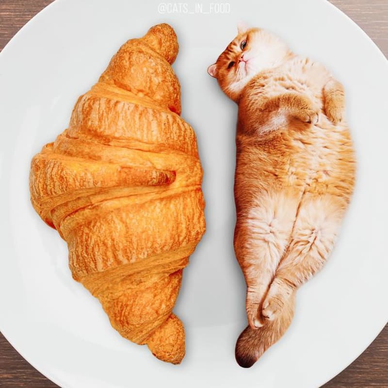Cats in food 1