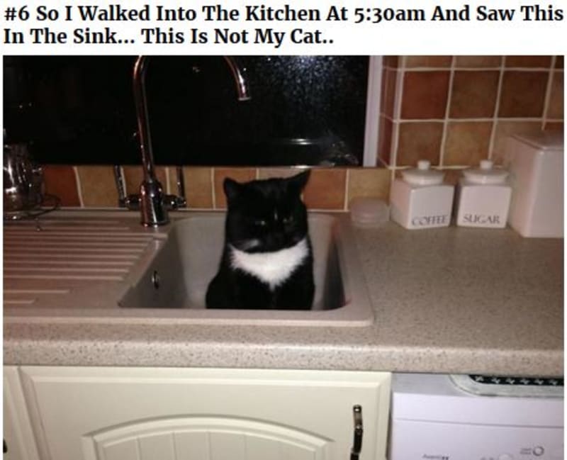 To jsem takhle jednou o půl šesté ráno šel do kuchyně a tam tohle... to není moje kočka