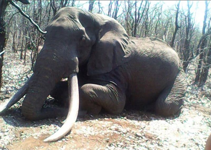 Slon nebyl ani 50 let starý a přišel do Zimbabwe pravděpodobně z JAR.