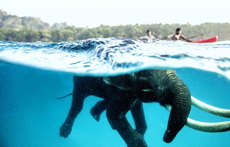 Třiašedesátiletý sloní pantáta jménem Rajan je v Indii u Andamanských ostrovů v Bengálském zálivu považován za nejzajímavější turistickou atrakci. Kdysi býval pracant a tahal v lese klády, jeho současný chovatel si ho ale vytrénoval pro potápění a plavání