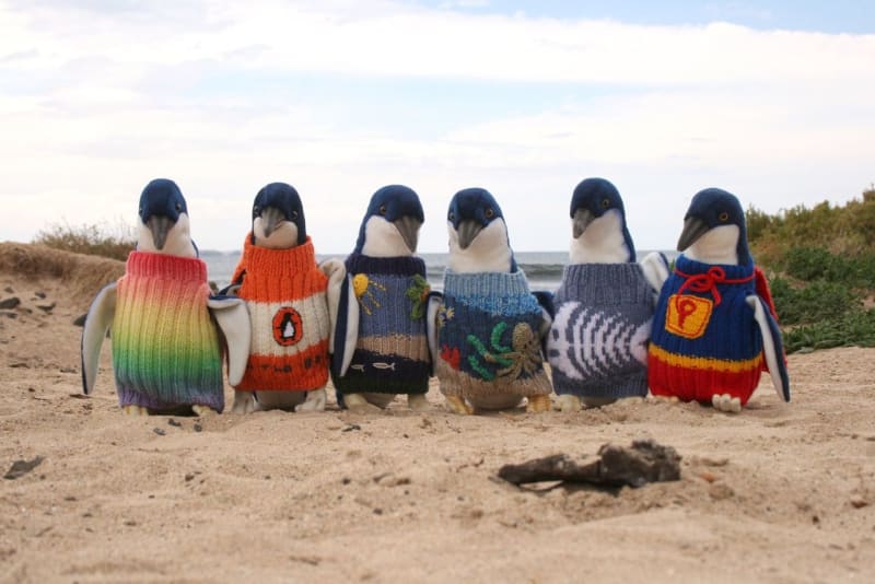Když se zachraňují tučňáci, musí se jim obléknout svetr, aby se nečistili sami a nespolykali toxickou ropu, než je záchranáři omyjí. Proto australský Fond pro tučňáky přijímá od dárců svetry.