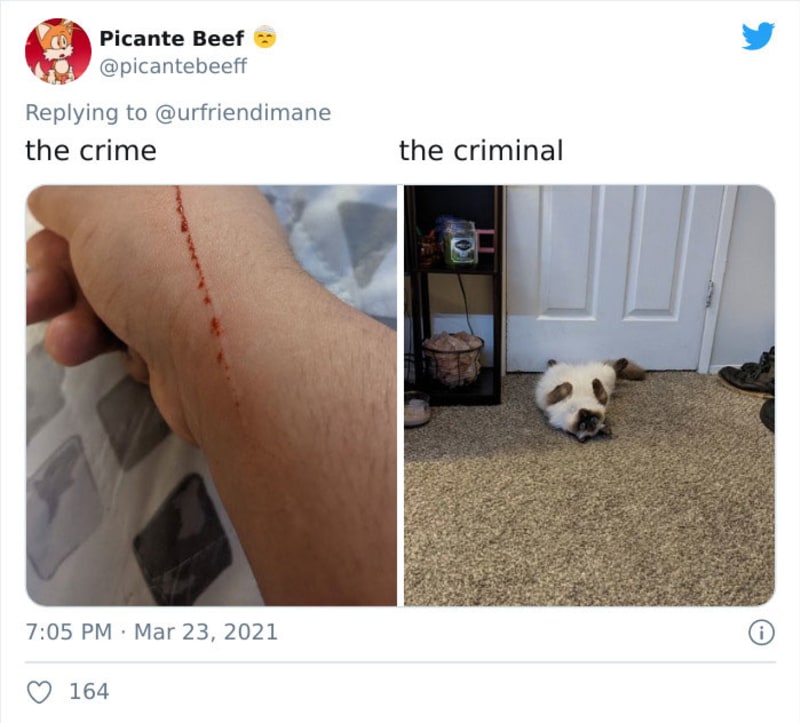 Zvířecí zločiny 9