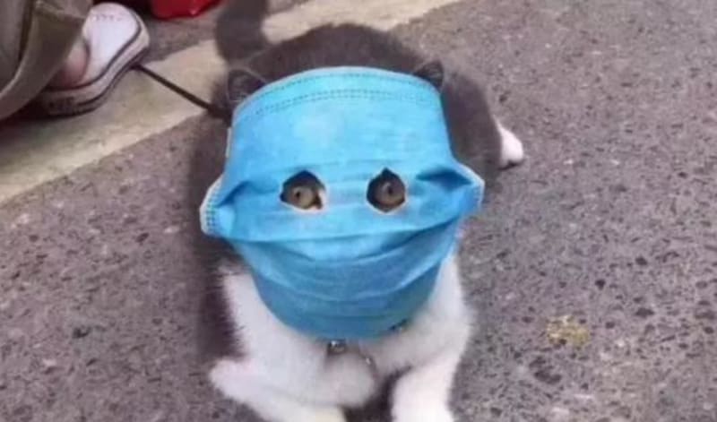 Kočka má masku proti koronaviru 2