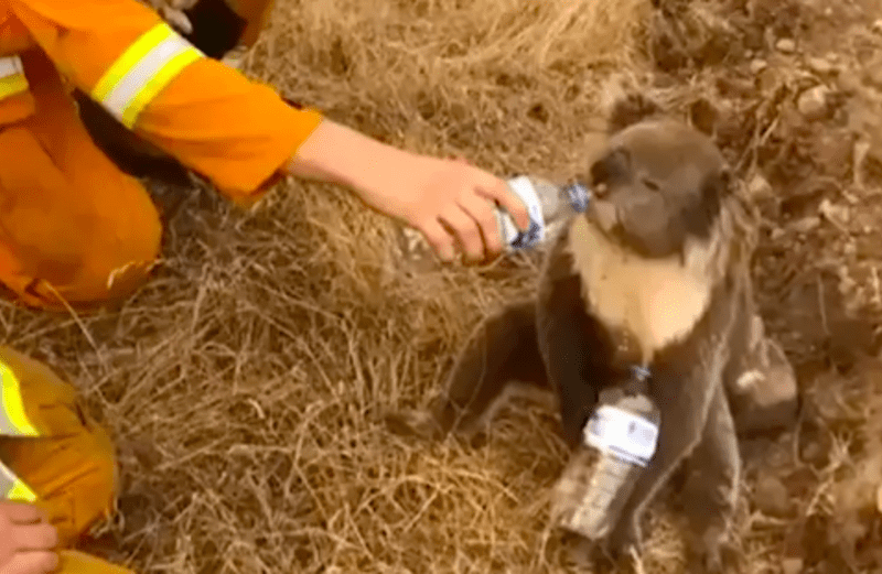 Žíznivý koala 2