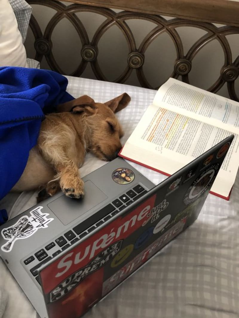 Psi u domácích úkolů