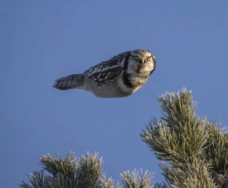 Letící sova na fyzikální zákony kašle